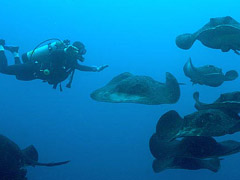Potápění na Kokosových ostrovech